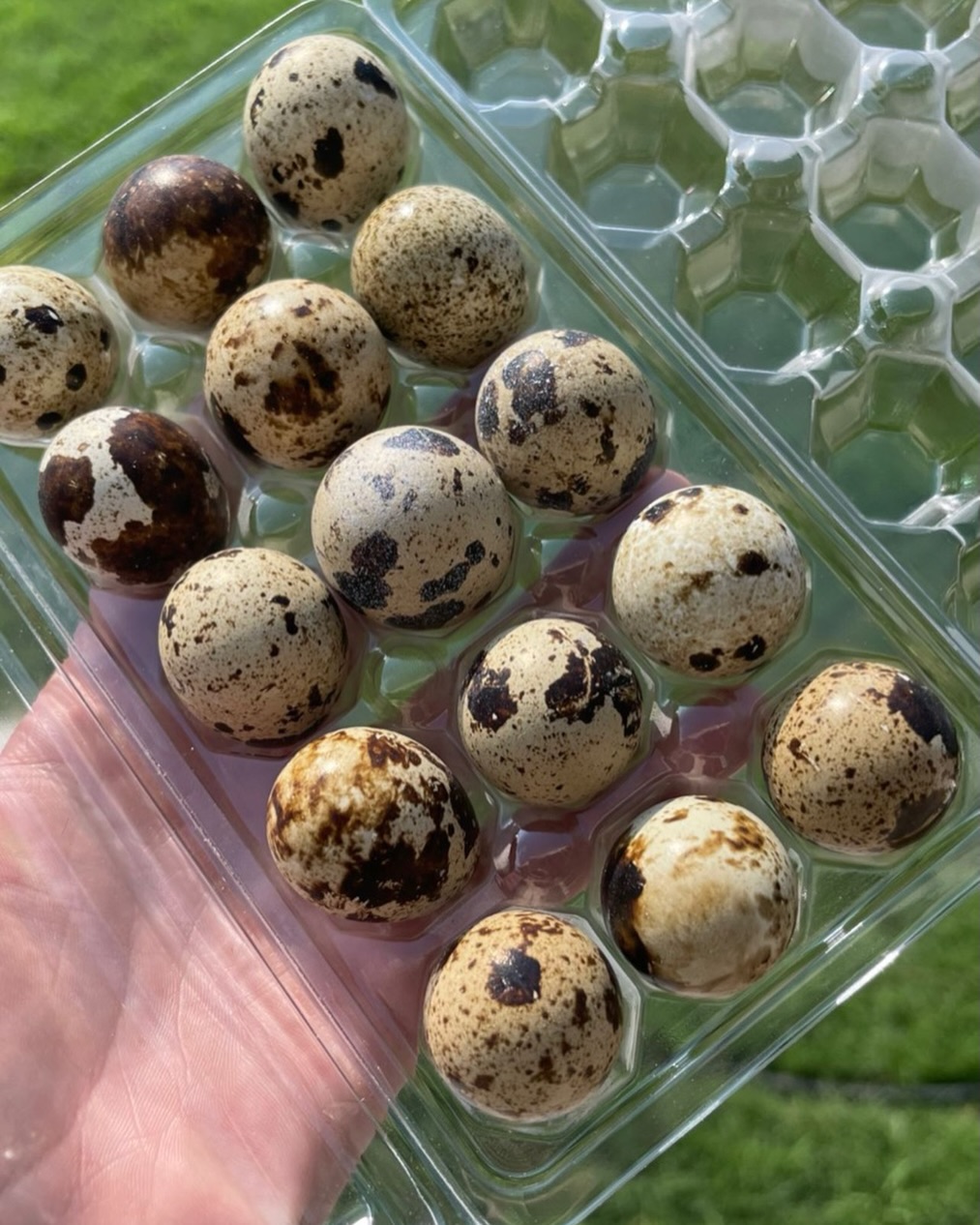 Speckled quail eggs